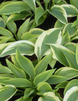 Hosta 'Satisfaction'