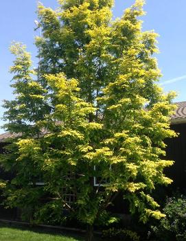 Metasequoia glyptostroboides 'Gold Rush'