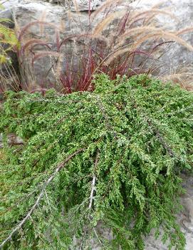 Juniperus communis 'Repanda'