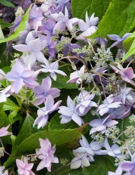 Hydrangea serrata 'Mikata Yae'