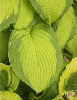 Hosta 'Journey's End' (PP16895)