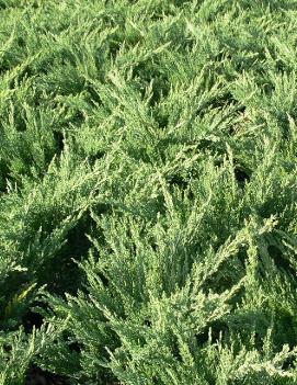 Juniperus sabina 'Tamariscifolia New Blue'