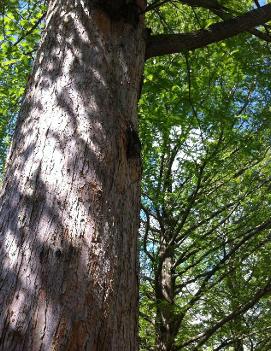 Metasequoia glyptostroboides