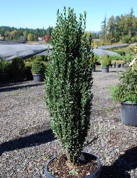 Ilex crenata 'Sky Pencil'