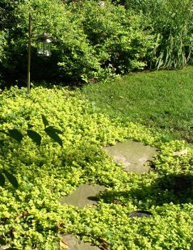 Lysimachia nummularia 'Aurea'