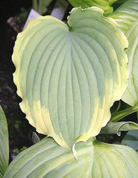 Hosta 'Spartacus'