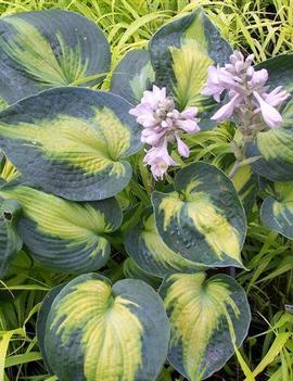 Hosta 'Heat Wave'