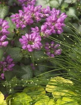 Lamium maculatum 'Orchid Frost' (PP11122, COPF, CPBR1231)