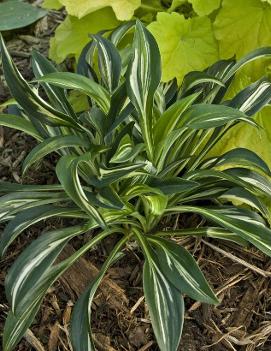 Hosta 'Sparkler' (PP25399)