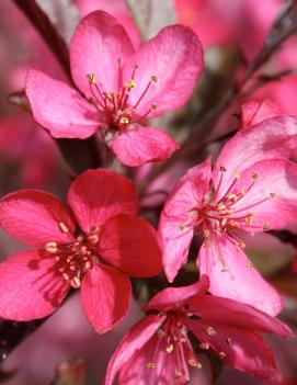 Malus Royal Raindrops® ('JFS-KW5') (PP14375)