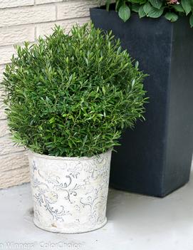 Ilex glabra Gem Box® ('SMNIGAB17') (PP27554)