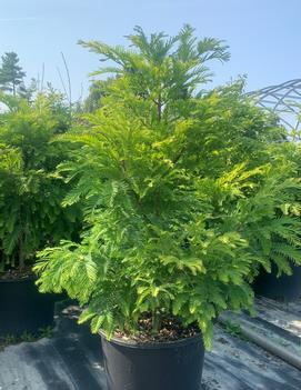 Metasequoia glyptostroboides 'Chubby'