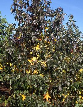 Liquidambar styraciflua 'Moraine'