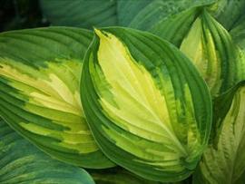 Hosta 'Rare Breed'