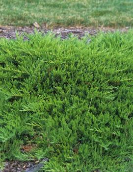 Juniperus sabina 'Tamariscifolia'