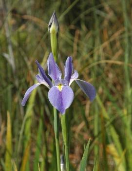 Iris virginica