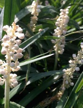 Liriope muscari 'Monroe's White'