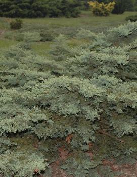 Juniperus virginiana Mona ('Silver Spreader')