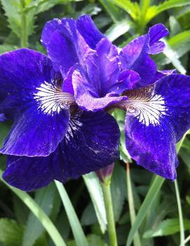 Iris sibirica 'Ruffled Velvet'