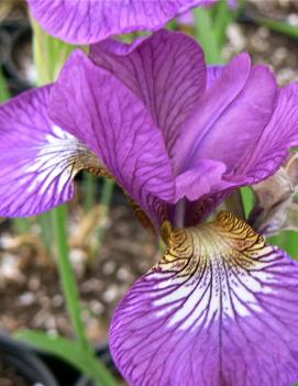 Iris sibirica 'Vintage Wine'