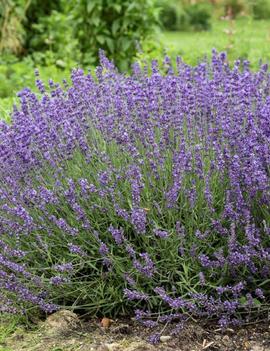 Lavandula angustifolia 'Imperial Gem'