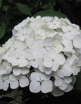 Hydrangea serrata 'Beni-temari'