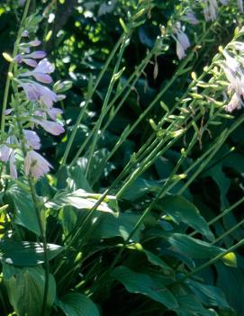 Hosta 'Honeybells'