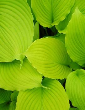 Hosta 'Jimmy Crack Corn'