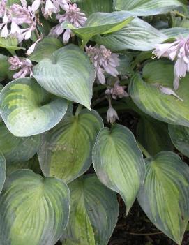 Hosta 'June'