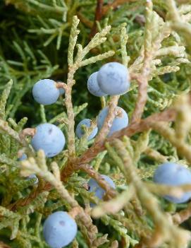 Juniperus virginiana 'Hetzii'