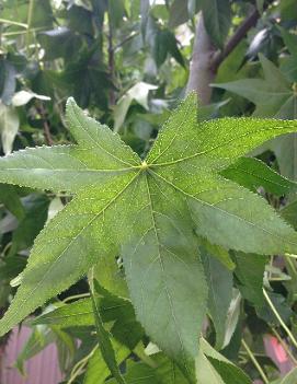 Liquidambar styraciflua