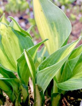 Hosta 'Lakeside Cupcake'