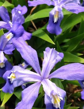 Iris cristata