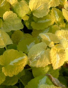 Lamium maculatum 'Beedham's White'