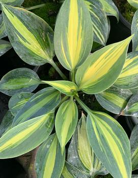 Hosta 'Party Popper'