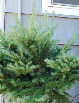 Larix kaempferi 'Blue Dwarf'