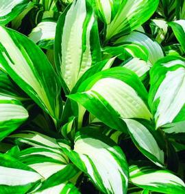 Hosta 'Enterprise'