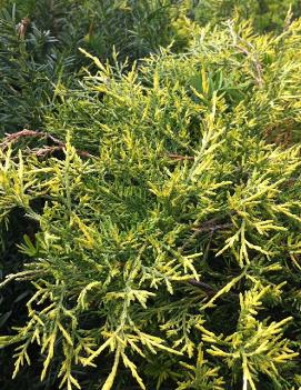 Juniperus x pfitzeriana 'Old Gold'