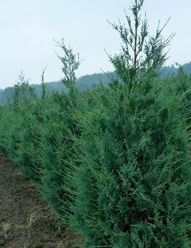 Juniperus scopulorum 'Wichita Blue'