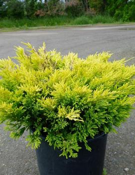 Juniperus horizontalis 'Limeglow'