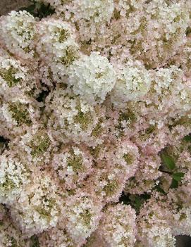 Hydrangea paniculata Bobo® ('ILVOBO') (PP22782, CPBR4910)