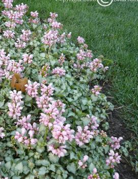 Lamium maculatum 'Shell Pink'