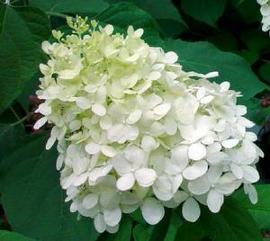 Hydrangea paniculata 'Pee Wee'