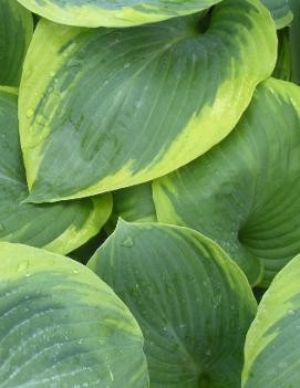 Hosta 'Woolly Mammoth'