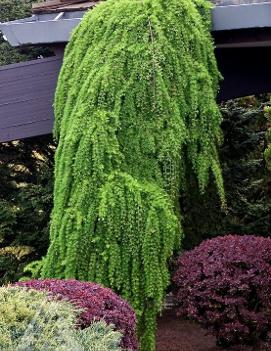 Larix decidua 'Pendula'