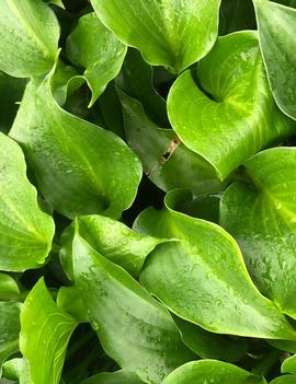 Hosta 'Shiny Sonata'