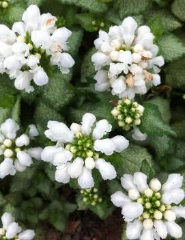 Lamium maculatum 'White Nancy'