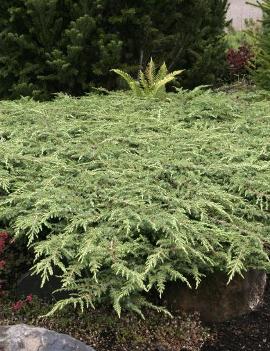 Juniperus communis 'Green Carpet'