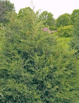 Juniperus virginiana