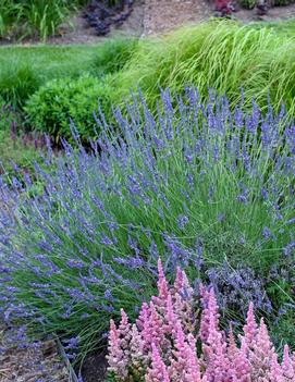 Lavandula x intermedia Phenomenal® ('Niko') (PP24193)